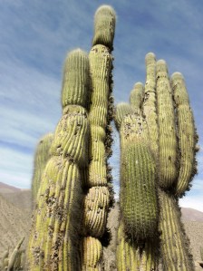Cactus